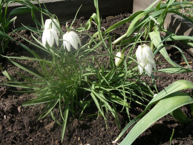 fritillaria rutenica